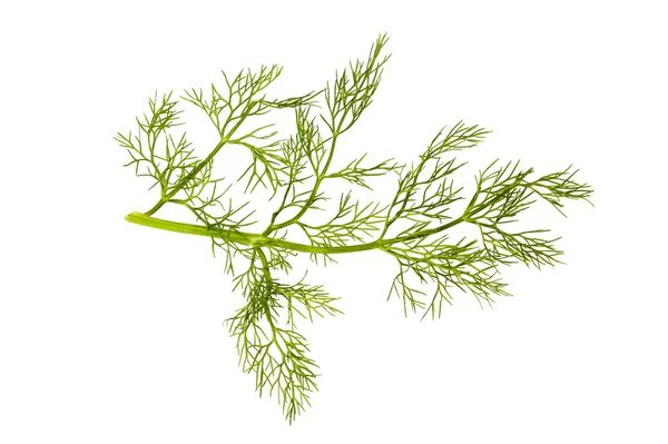 Branch of fennel — Stock Photo, Image