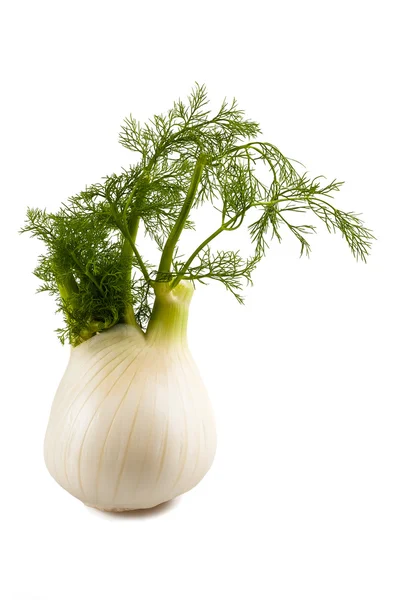 stock image Fennel