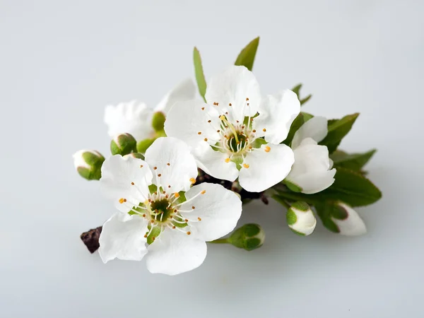 Pflaumenblüte — Stockfoto