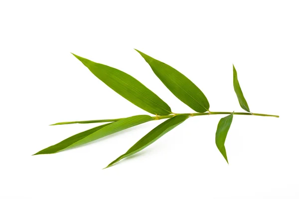 Bamboo leaves — Stock Photo, Image