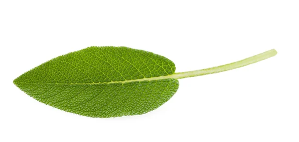 Sage blad — Stockfoto