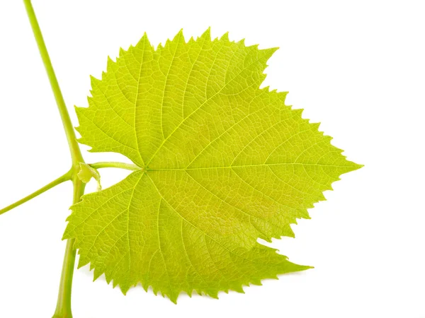 Vine leaf — Stock Photo, Image