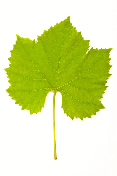 Виноградный лист — стоковое фото