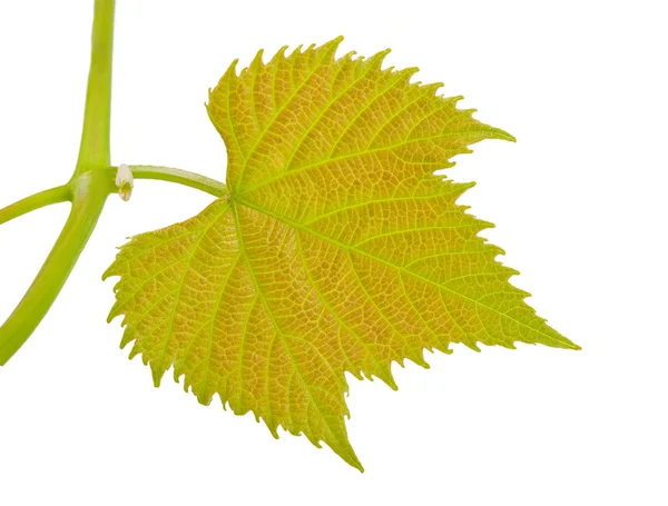 Vinstockar-löv — Stockfoto