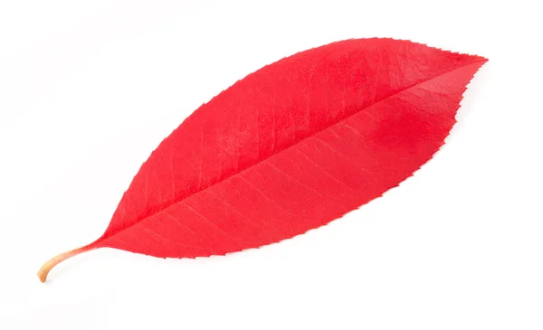 Photinia leaf — Stock Photo, Image