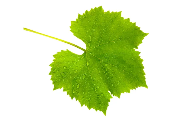 Vine leaf våt — Stockfoto