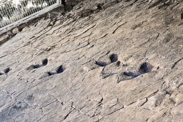 real dinosaur footprints