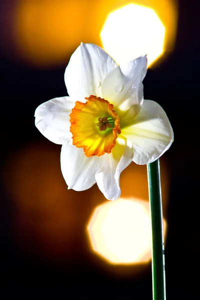 Narciso branco no fundo preto — Fotografia de Stock