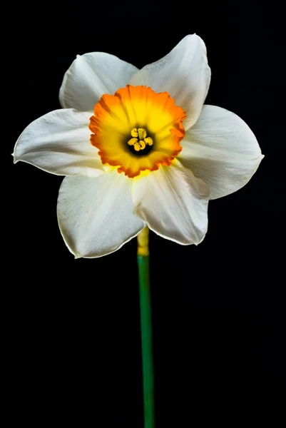Narciso blanco aislado sobre fondo negro — Foto de Stock