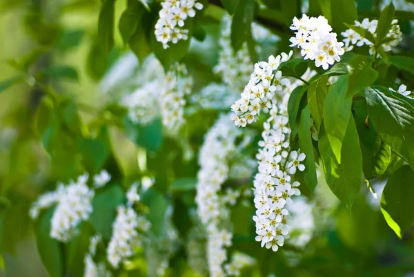 Bird-cherry tree branch with white flowers — Stock Photo, Image