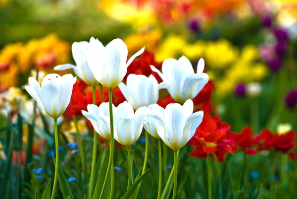Красивые белые тюльпаны на лужайке — стоковое фото