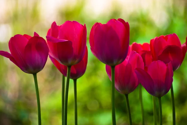 Mooie tulpen op een gazon — Stockfoto