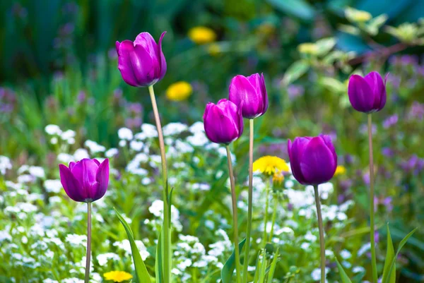 Tulipanes púrpura en un césped — Foto de Stock