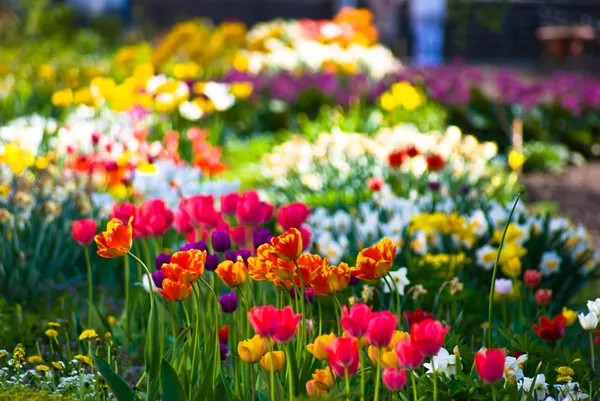 Lit de fleurs multicolore sur une pelouse Images De Stock Libres De Droits