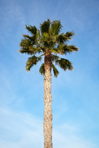 stock image Tropical palm tree under a blue sky