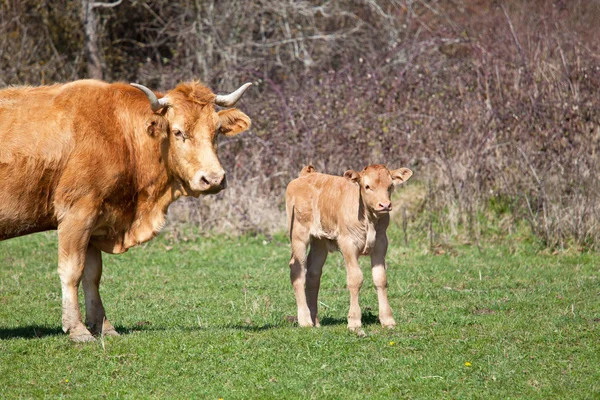 Mãe e seu bezerro pastando no prado — Fotografia de Stock