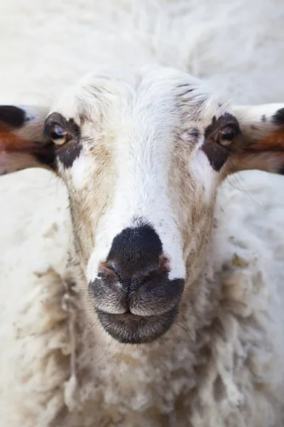 Портрет вівці, що пасуться на лузі — стокове фото