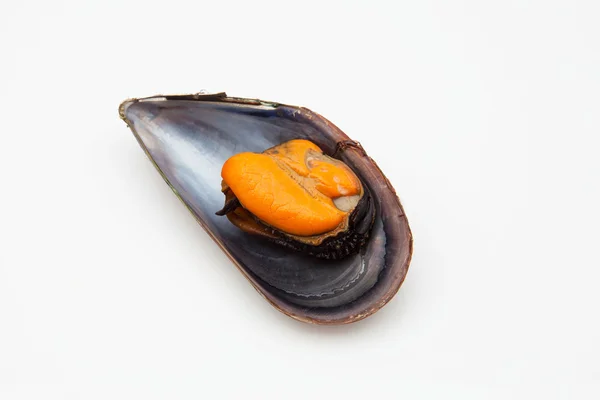 Mussel — Stock Photo, Image