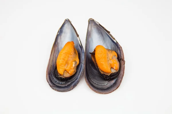 stock image Two mussels