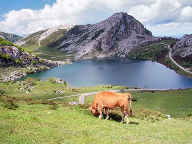 Dağlarda otlayan inek.