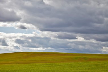 Field of green grass under sky with clouds clipart