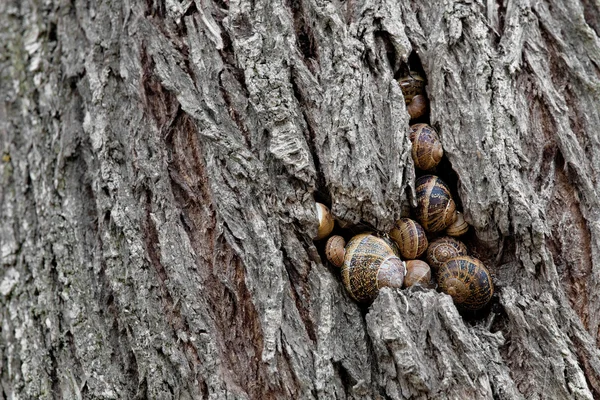 stock image Snails