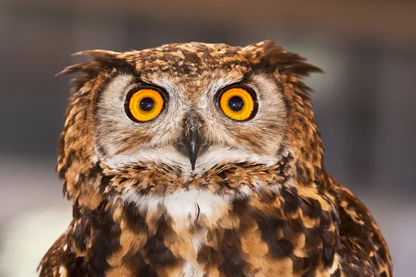 Nocturnal bird of prey provided in good vision — Stock Photo, Image