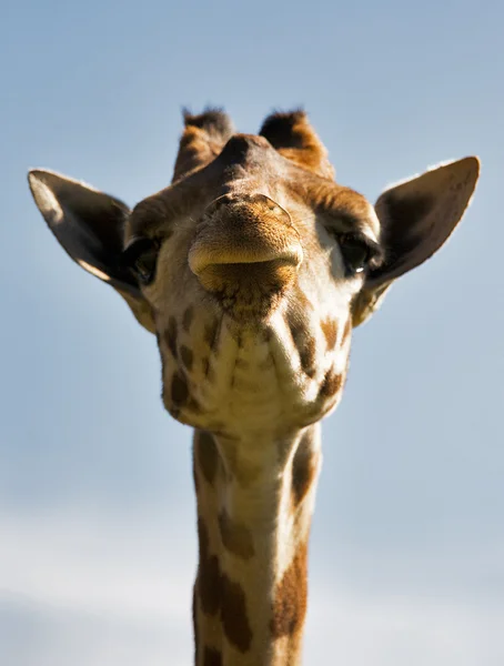 stock image Giraffe