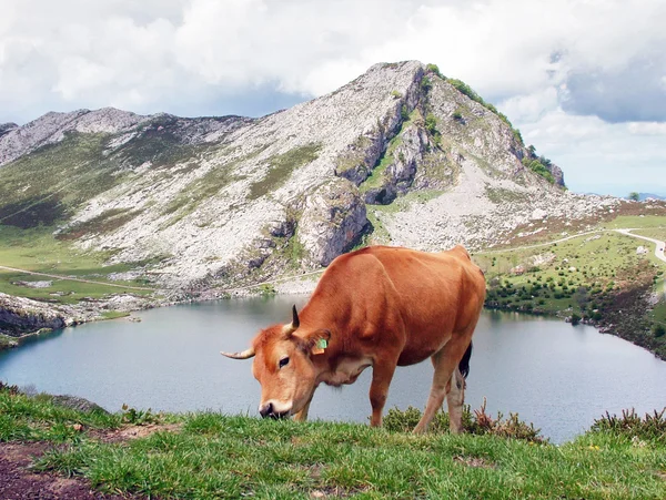 stock image Cow grazing in the mountains