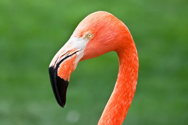 Flamenco-Vogel mit roten Federn — Stockfoto