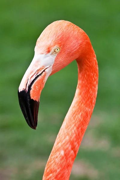 Pássaro flamenco com penas vermelhas — Fotografia de Stock
