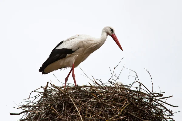Cigüeña en su nido de ramas — Foto de Stock