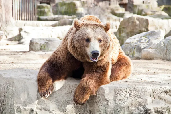 stock image Grizzly