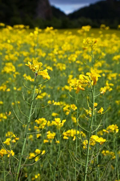 Oilseed rape plants — Stock Photo, Image