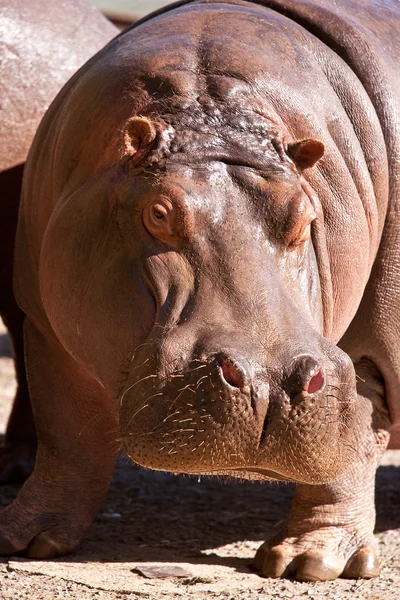 stock image Hippo in the sun after eating