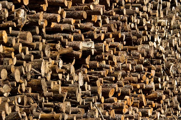 Trä stockar — Stockfoto