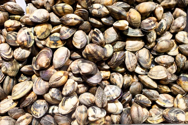 stock image Fresh clams for sale at a market