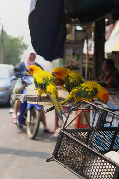 Папуги Чіанг маи — стокове фото