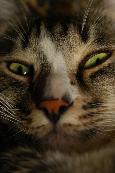 Cat 's eyes — стоковое фото