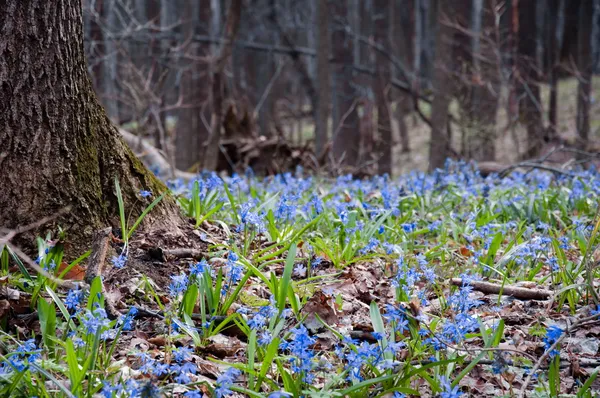 绵西伯利亚-可爱蓝色春天的花朵 图库图片