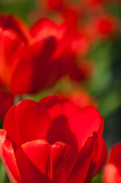 Tulipa vermelha flores no jardim — Fotografia de Stock