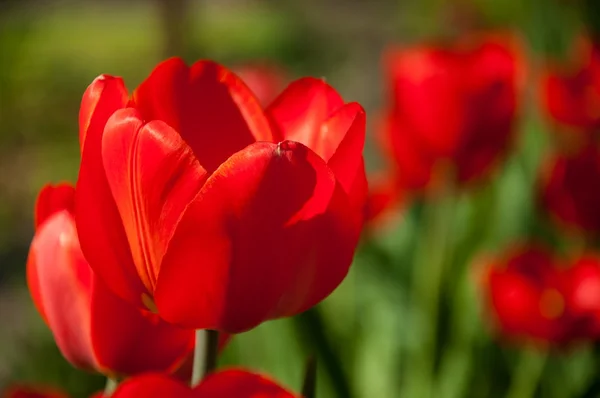 花园里的红色郁金香花 — 图库照片