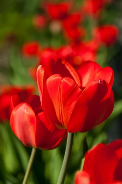 Tulipán rojo flores en el jardín —  Fotos de Stock