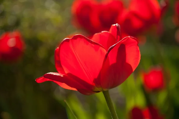 花园里的红色郁金香花 — 图库照片