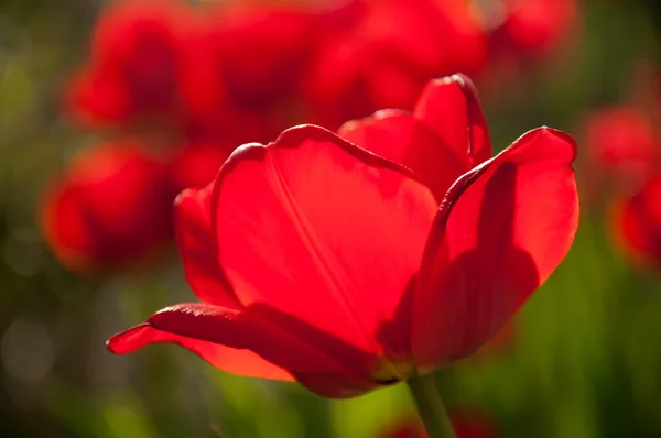 Rote bunte Frühlingstulpen im Garten — Stockfoto