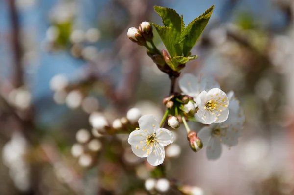 Branch with white cherry blossom in spring — Stock Photo, Image