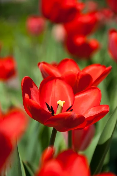 Κόκκινα λουλούδια τουλίπας στον κήπο Royalty Free Εικόνες Αρχείου