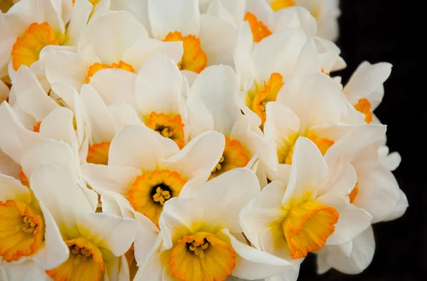 White Narcissus with black background — Stock Photo, Image