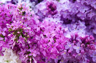 Macro photo of lilac blossoms clipart