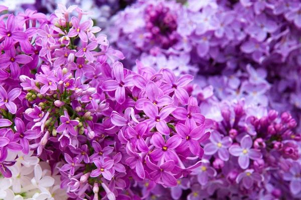 Macro foto van lila bloemen — Stockfoto